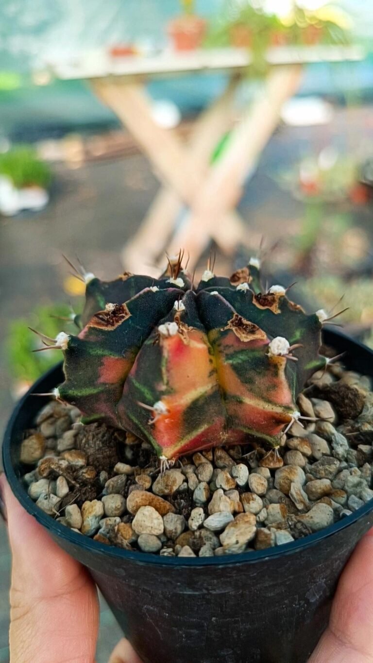 Siracactus-Cactus-Gymnocalycium-thai-variegata-3-2-1.jpg