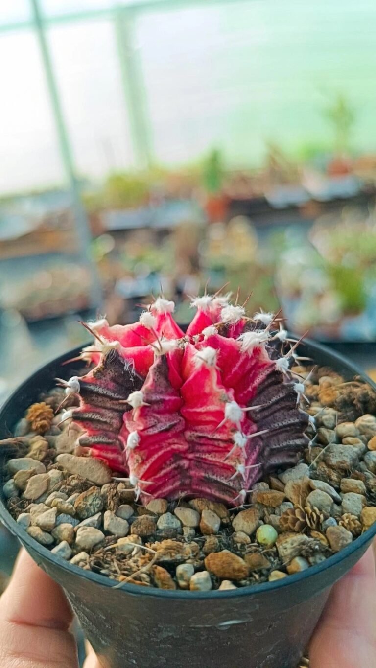 Siracactus-Cactus-Gymnocalycium-thai-variegata-4-2.jpg