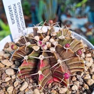 Gymnocalycium Thai Variegata