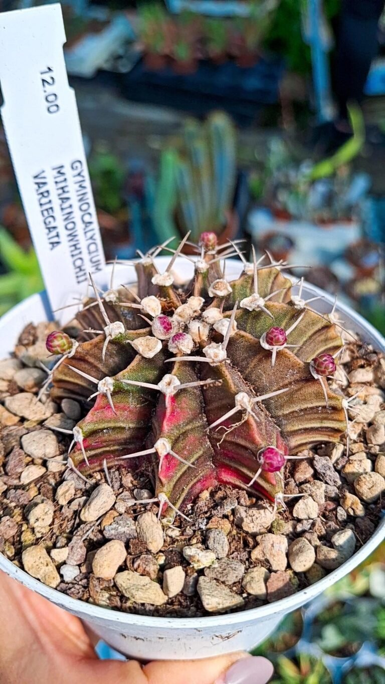 Siracactus-Cactus-Gymnocalycium-thai-variegata-6.jpg