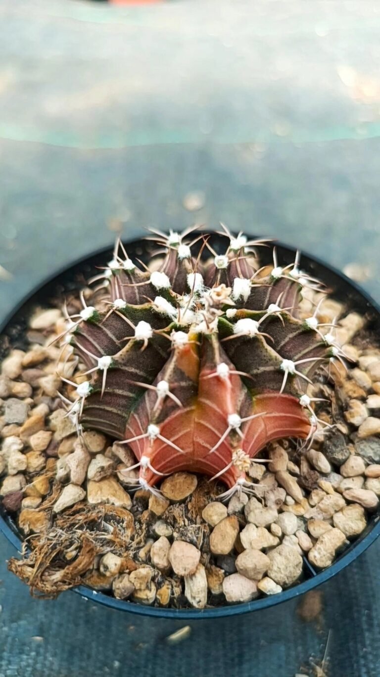 Siracactus-Cactus-Gymnocalycium-thai-variegata-8.jpg