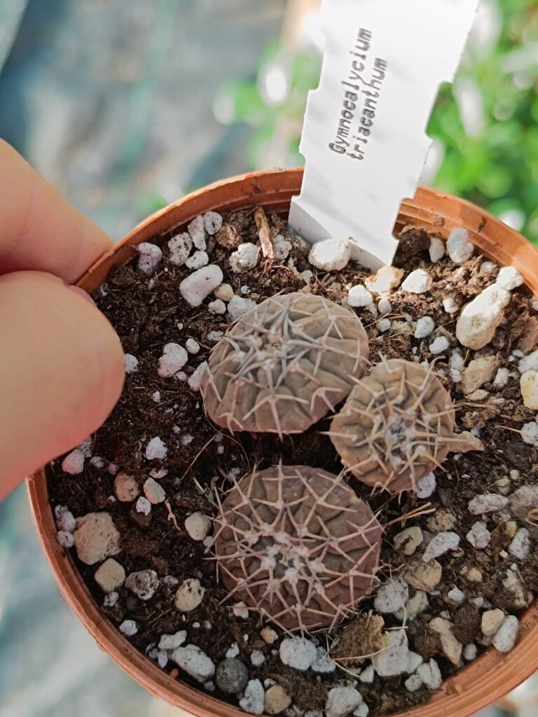 Siracactus-Cactus-Gymnocalycium-triacanthum.jpg