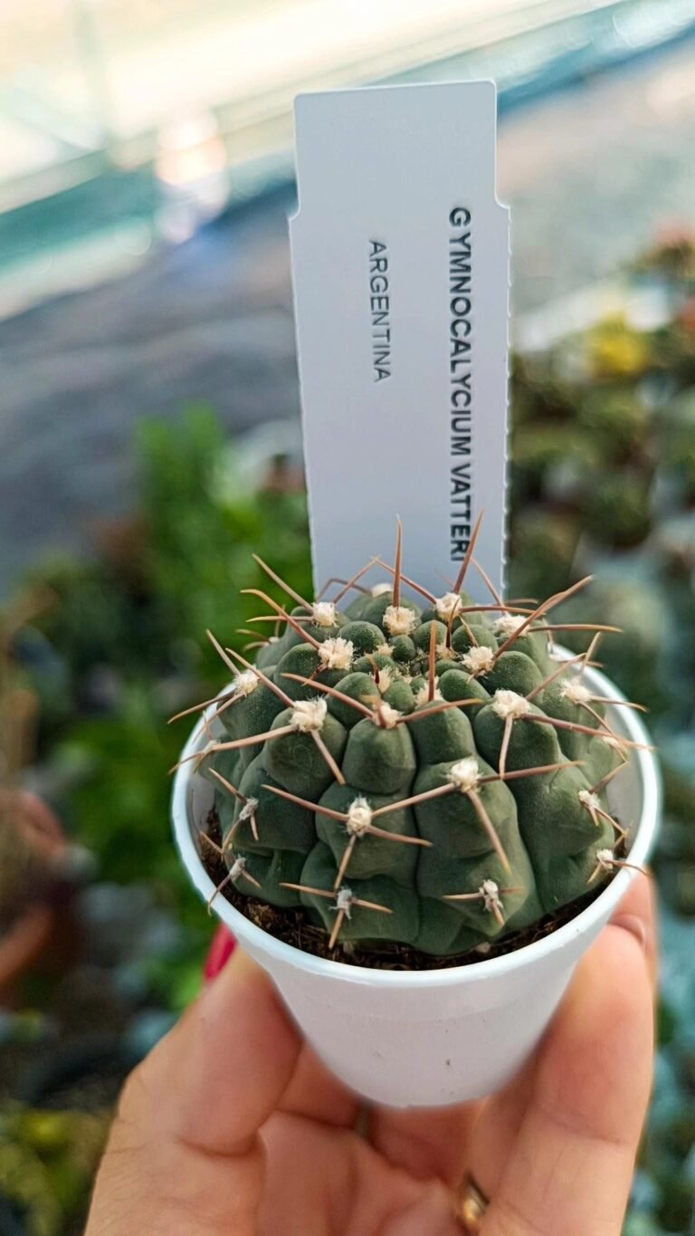 Siracactus-Cactus-Gymnocalycium-vatteri-1.jpg