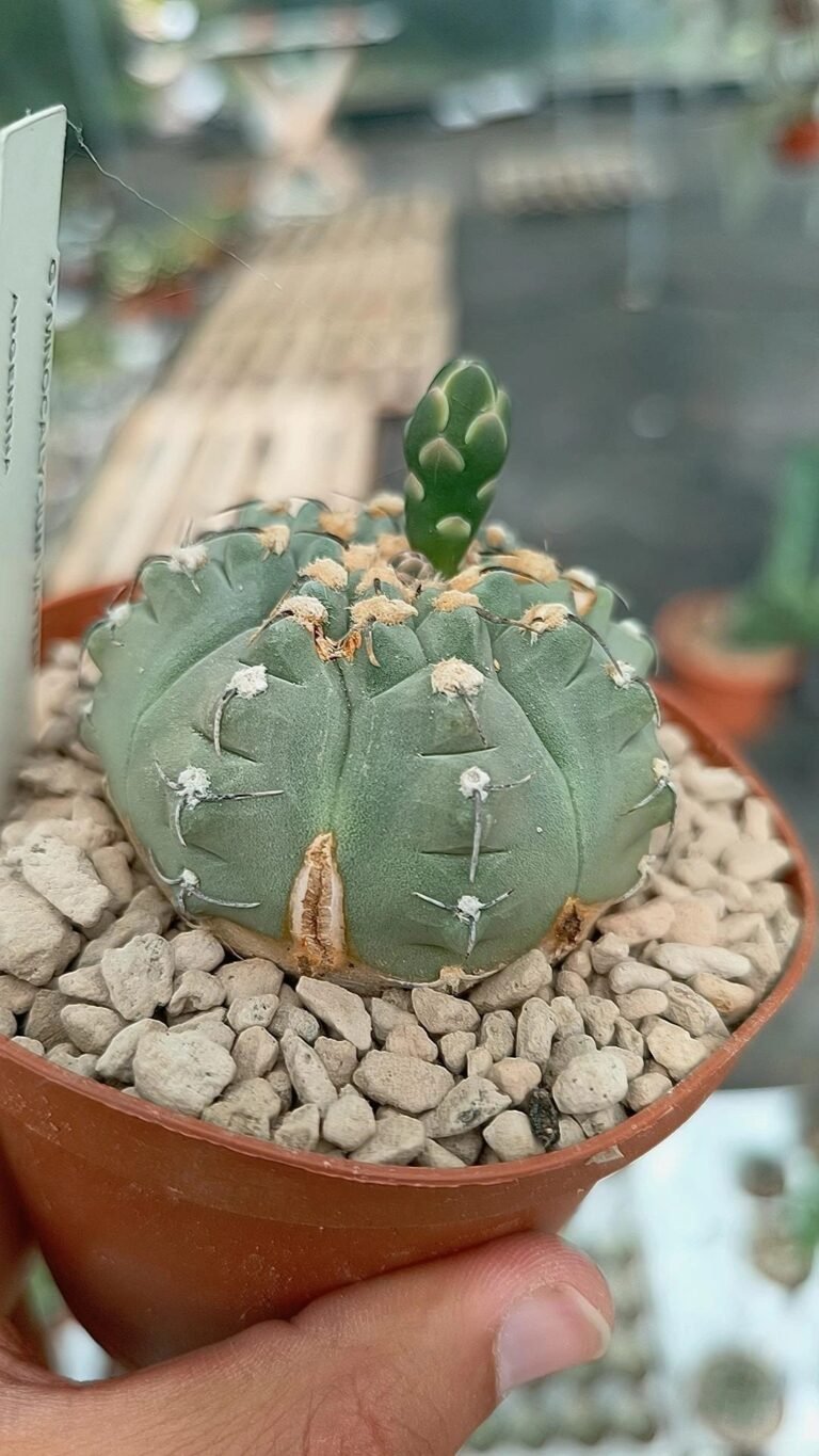Siracactus-Cactus-Gymnocalycium-vatteri-kikko.jpg