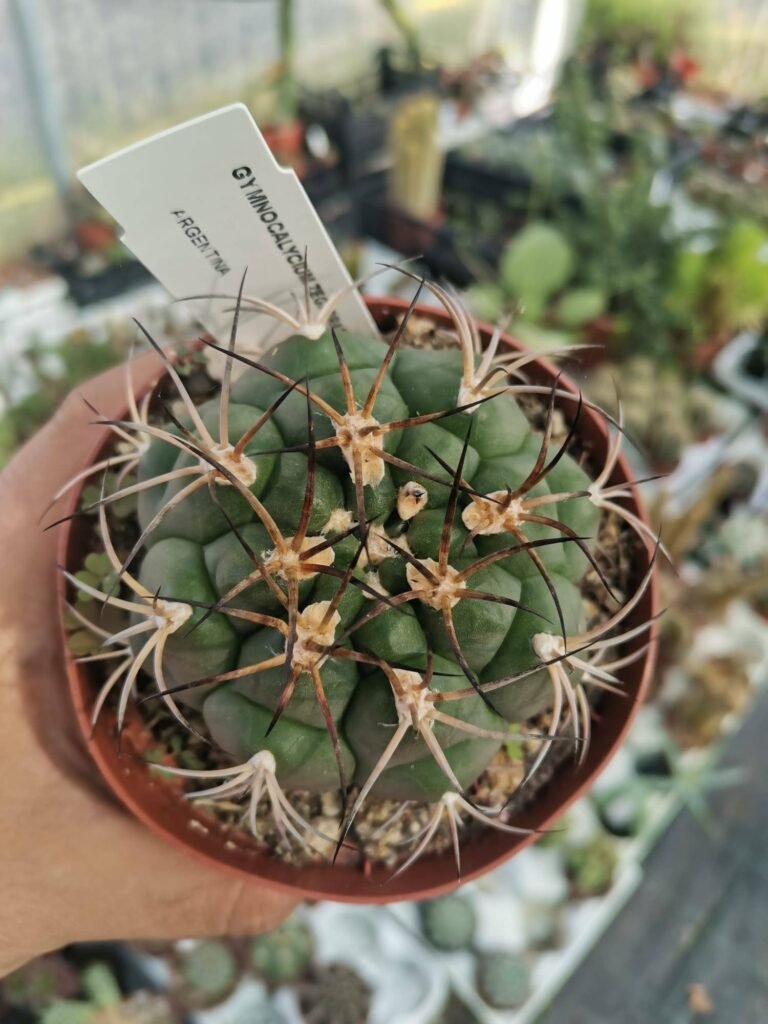Siracactus-Cactus-Gymnocalycium-zegarrae.jpg