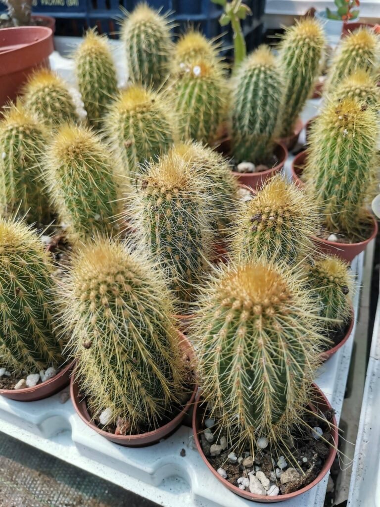 Siracactus-Cactus-Haageocereus-pseudomelanostele.jpg