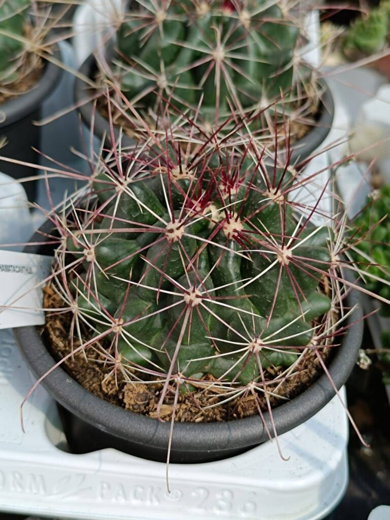Siracactus-Cactus-Hamatocactus-hamatacanthus.jpg
