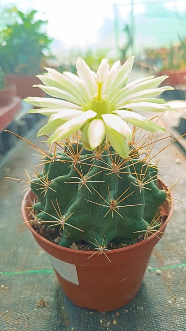 Siracactus-Cactus-Hamatocactus-hamatacanthus-v.-Flavispinus-2.jpg