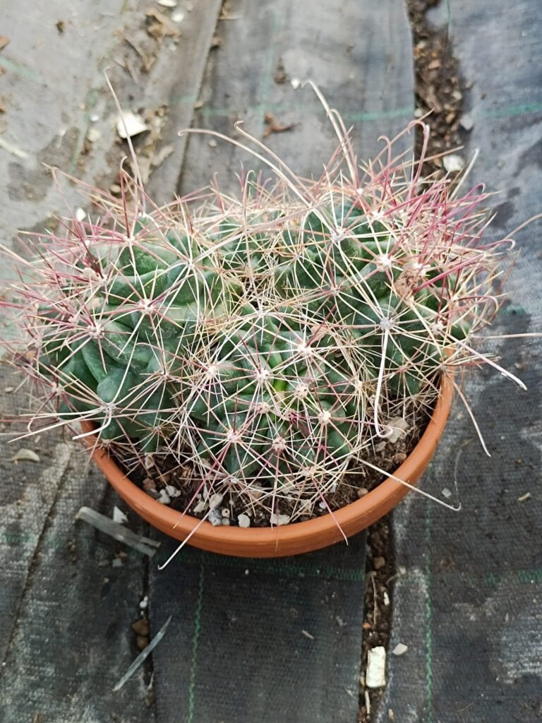 Siracactus-Cactus-Hamatocactus-longihamatocactus-accestito-2.jpg