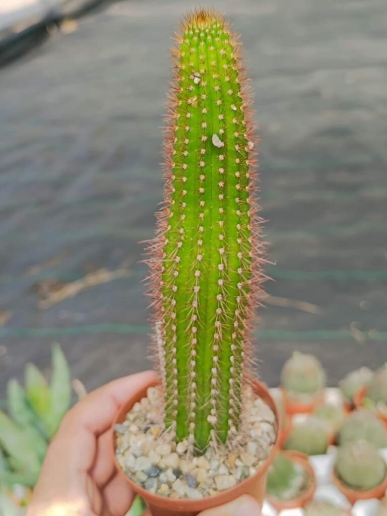 Siracactus-Cactus-Hildewintera-Hybrid-CV-buma.jpg