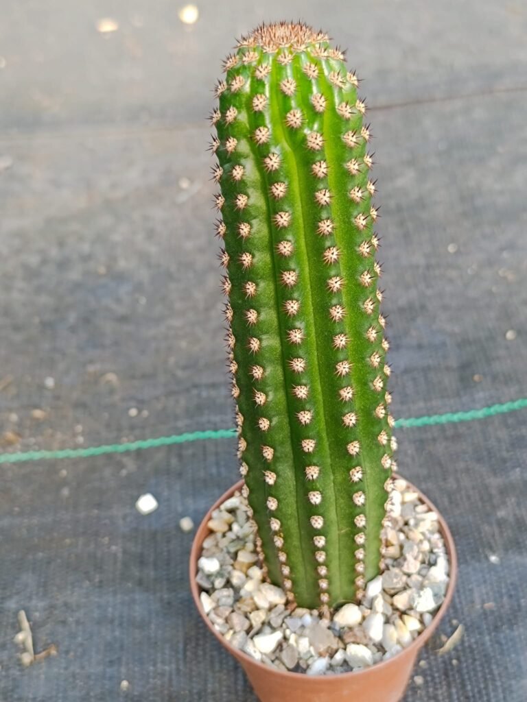 Siracactus-Cactus-Hildewintera-Hybrid-CV-mini.jpg