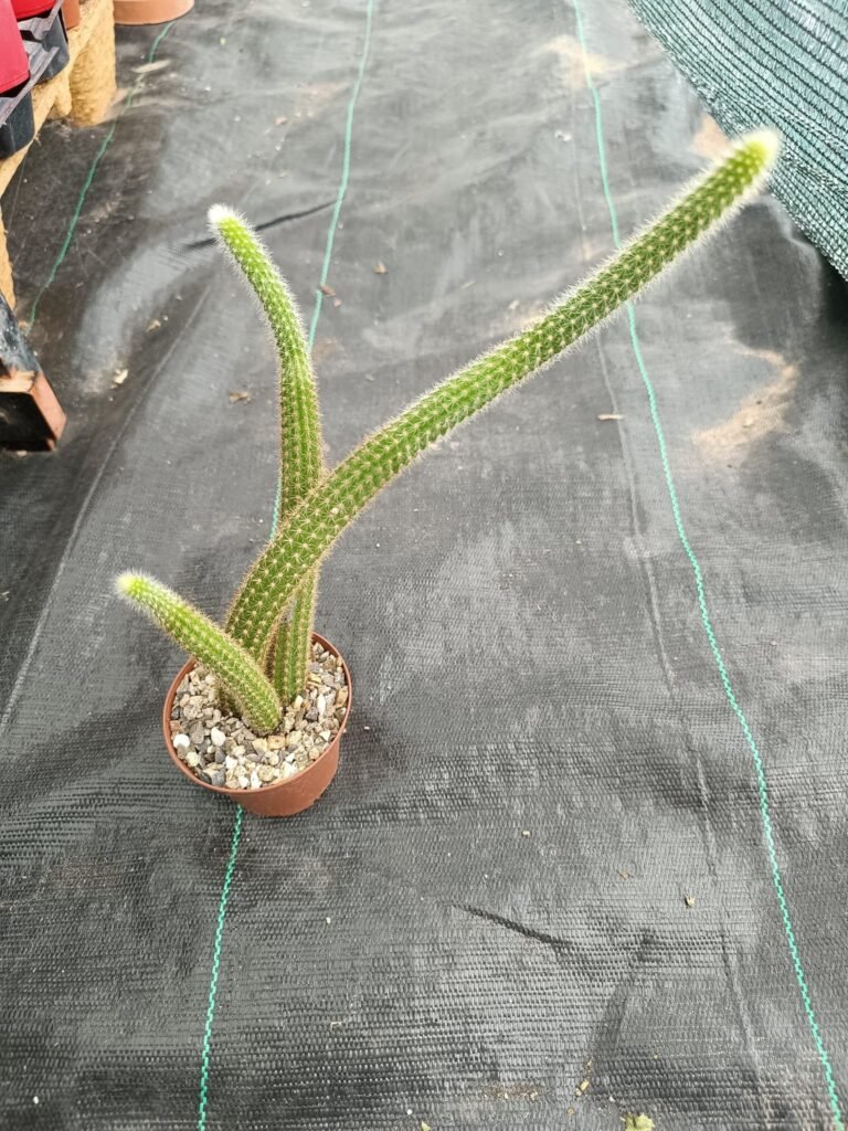 Siracactus-Cactus-Hildewintera-Hybrid-rolf-1.jpg