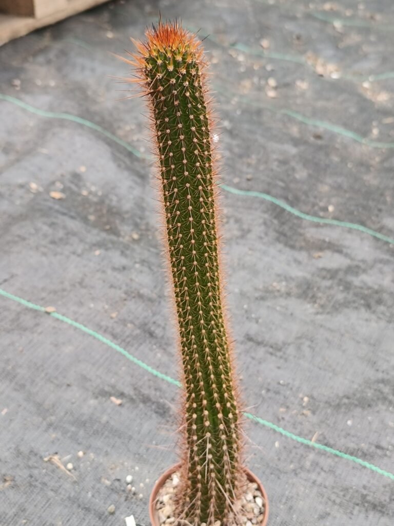 Siracactus-Cactus-Hildewintera-aureispina-CV-humkes-honeymouth.jpg
