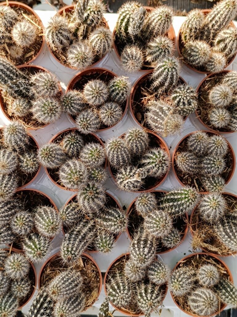 Siracactus-Cactus-Hildewintera-aureispina-Hybrid-2-1.jpg