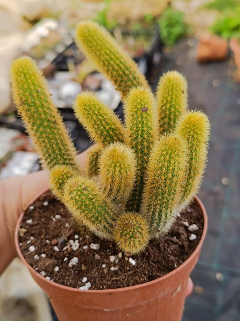 Siracactus-Cactus-Hildewintera-aureispina-Hybrid.jpg