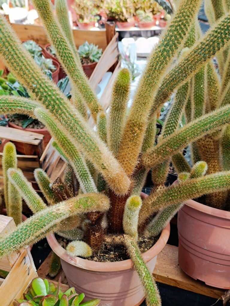 Siracactus-Cactus-Hildewintera-aureispina-big-size-2.jpg