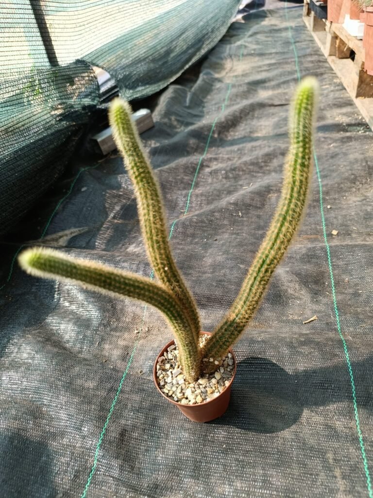 Siracactus-Cactus-Hildewintera-aureispina-hybrid-CV-traisenfreude-1.jpg