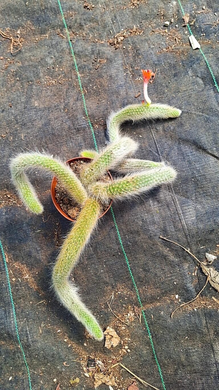 Siracactus-Cactus-Hildewintera-colademononis-o-coda-di-scimmia-3.jpg
