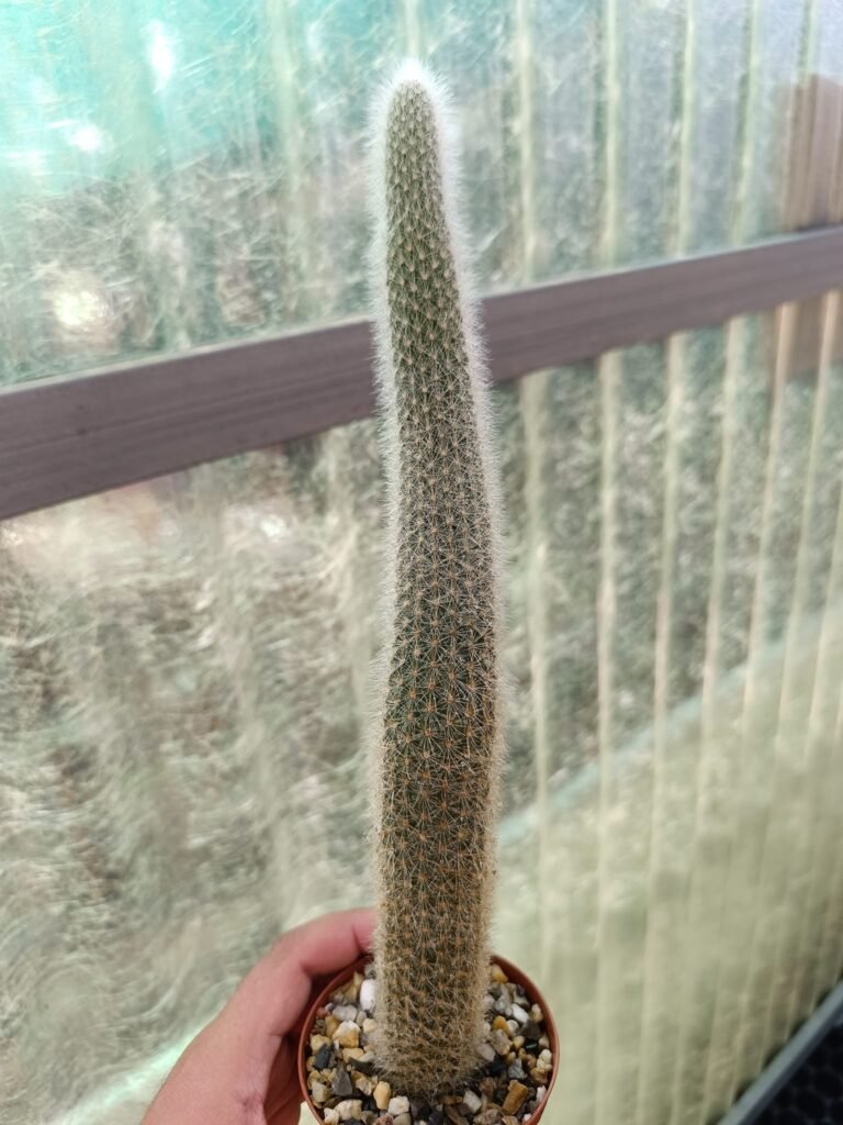 Siracactus-Cactus-Hildewintera-colademononis-x-Cleistocactus-wendlandiorum.jpg