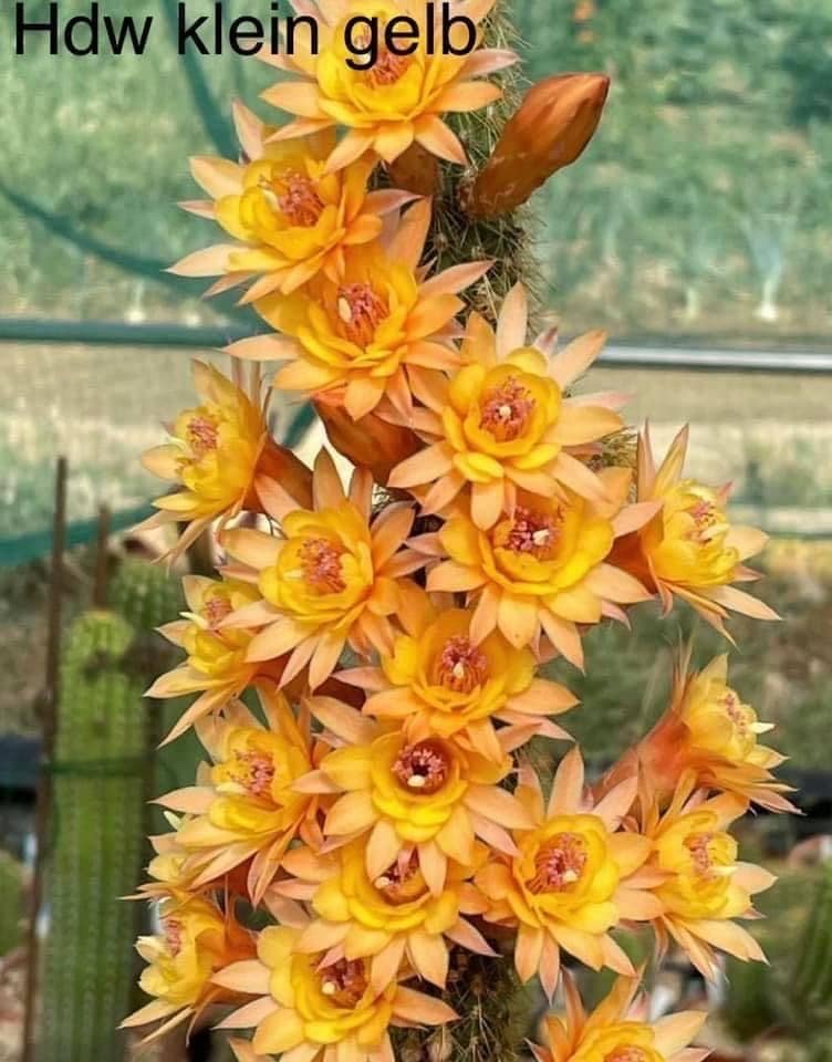 Siracactus-Cactus-Hildewintera-kleine-gelbe.jpg