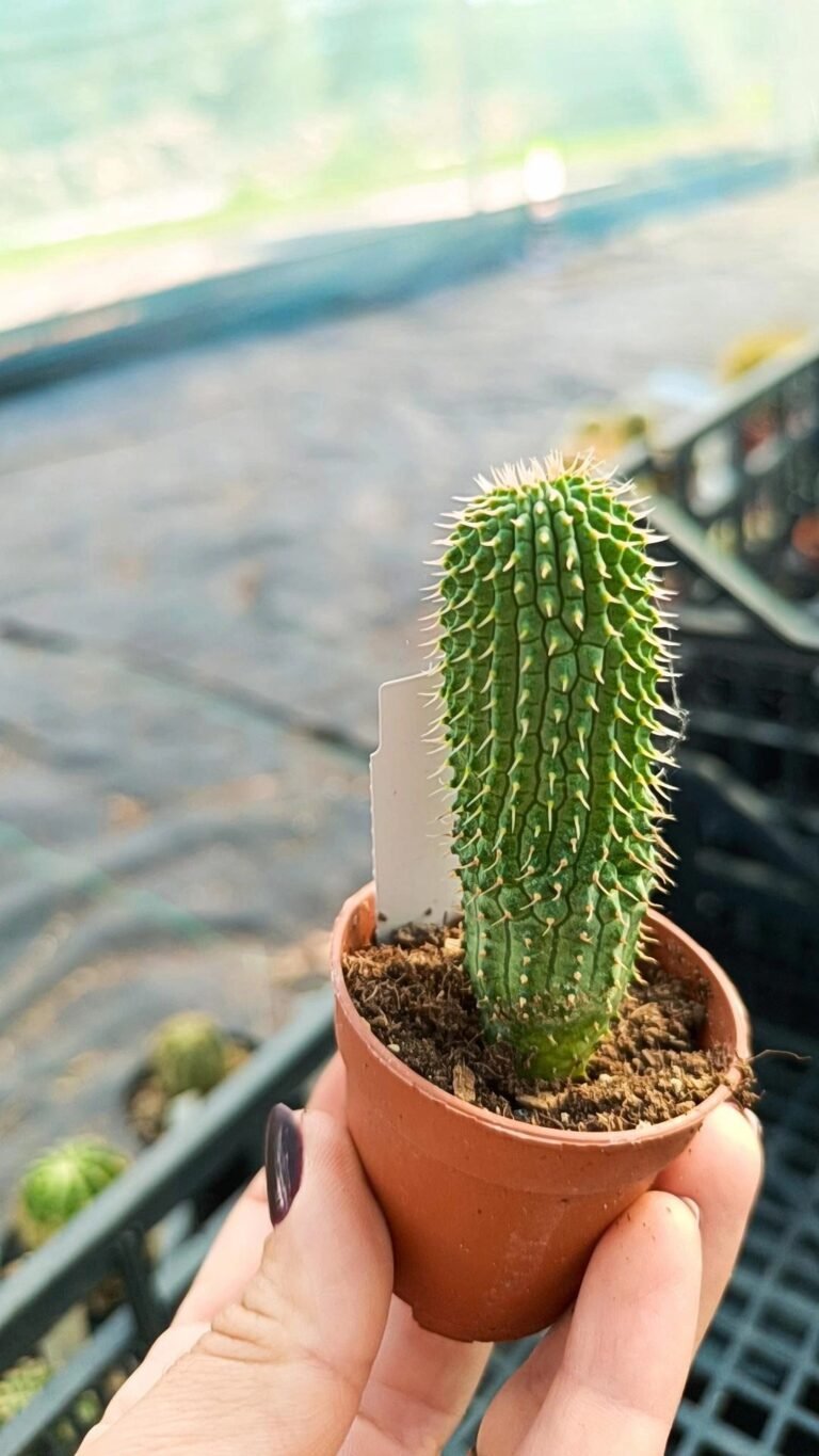 Siracactus-Cactus-Hoodia-gordonii-1.jpg