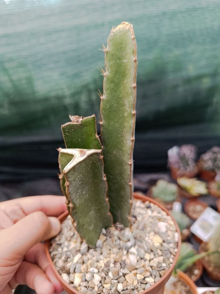 Siracactus-Cactus-Hylocereus-purpusii.jpg