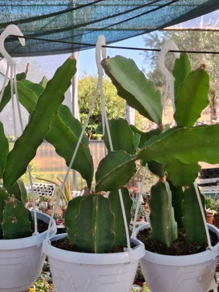 Siracactus-Cactus-Hylocereus-undatus.jpg