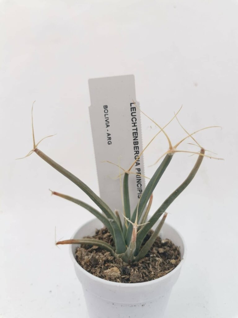 Siracactus-Cactus-Leuchtenbergia-principis-1.jpg