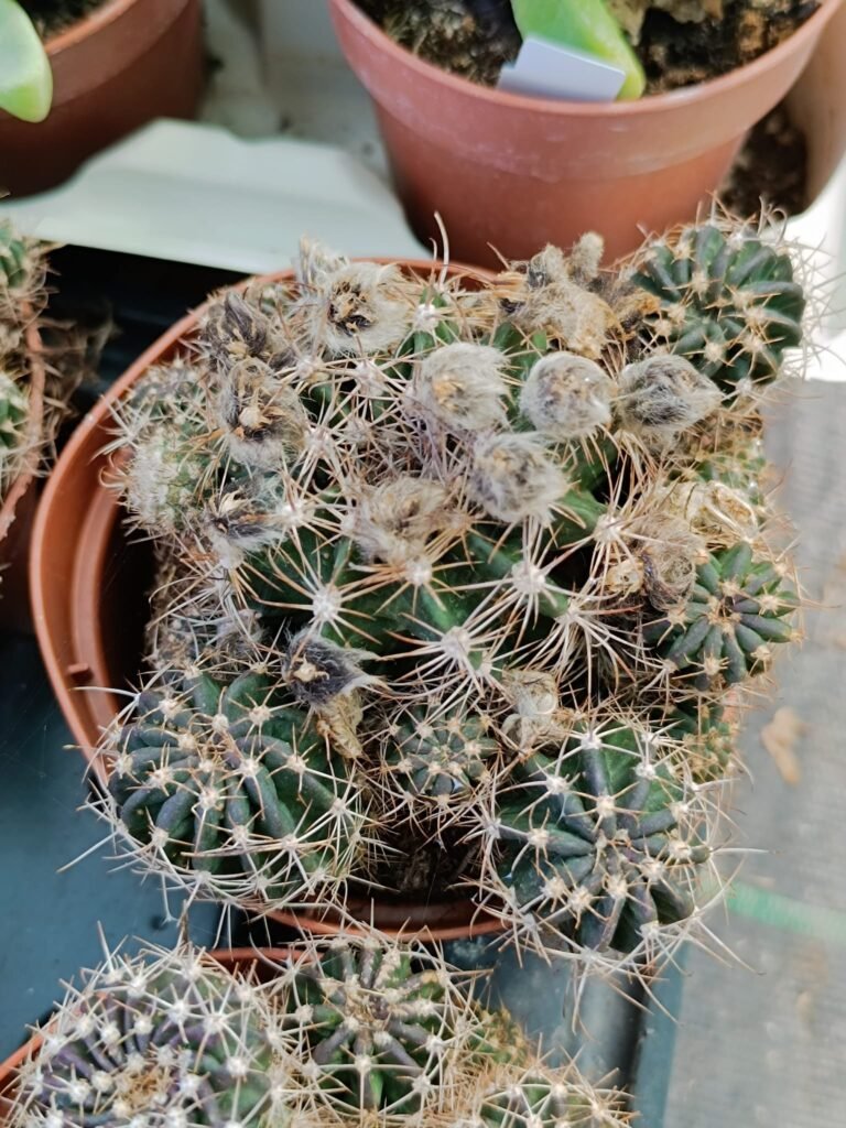 Siracactus-Cactus-Lobivia-SP-5.jpg