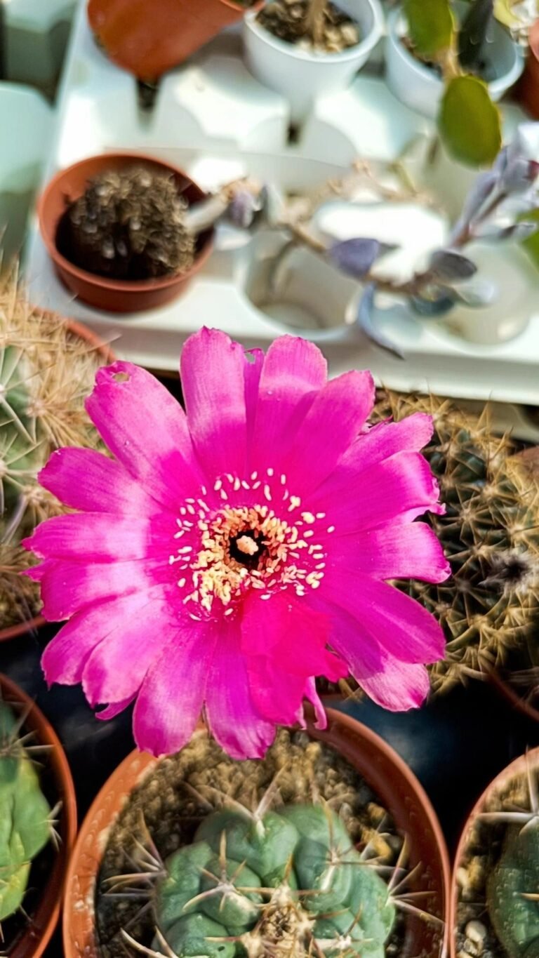 Siracactus-Cactus-Lobivia-SP-in-fioritura.jpg
