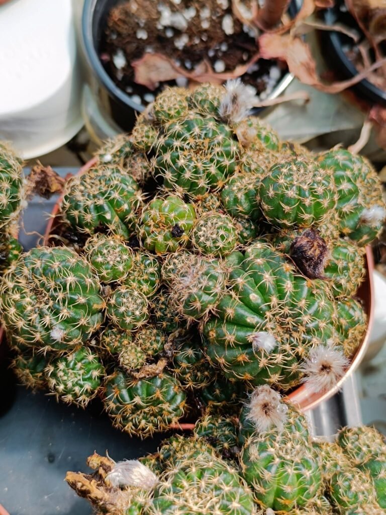Siracactus-Cactus-Lobivia-arachnacantha-3.jpg