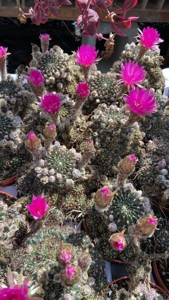 Siracactus-Cactus-Lobivia-arachnacantha.jpg