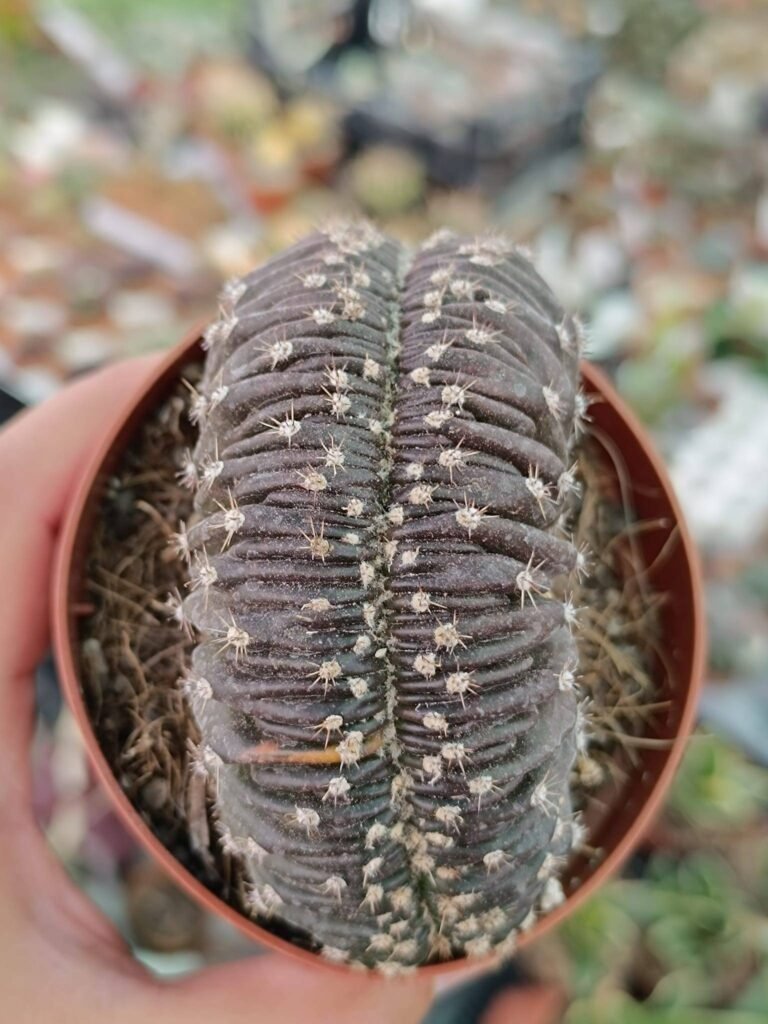 Siracactus-Cactus-Lobivia-chocolate-crestata-sembrerebbe-variegare-2.jpg