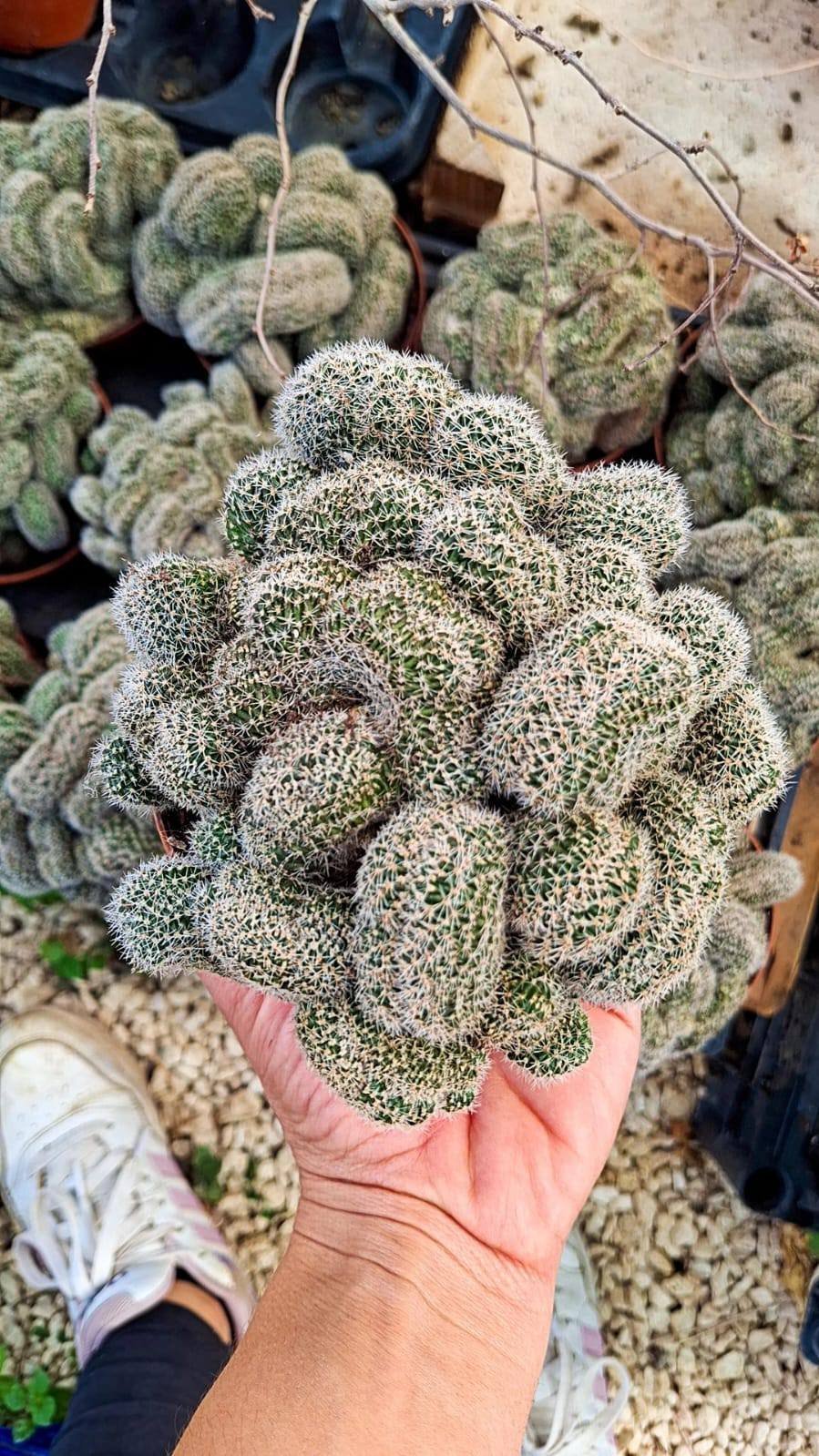 Siracactus-Cactus-Lobivia-densispina-crestata-4.jpg