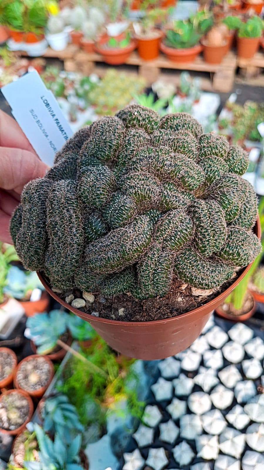 Siracactus-Cactus-Lobivia-famatimensis-crestata-1.jpg