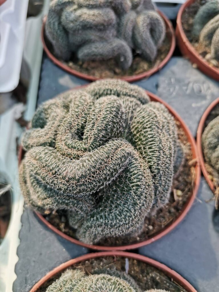 Siracactus-Cactus-Lobivia-famatimensis-crestata.jpg
