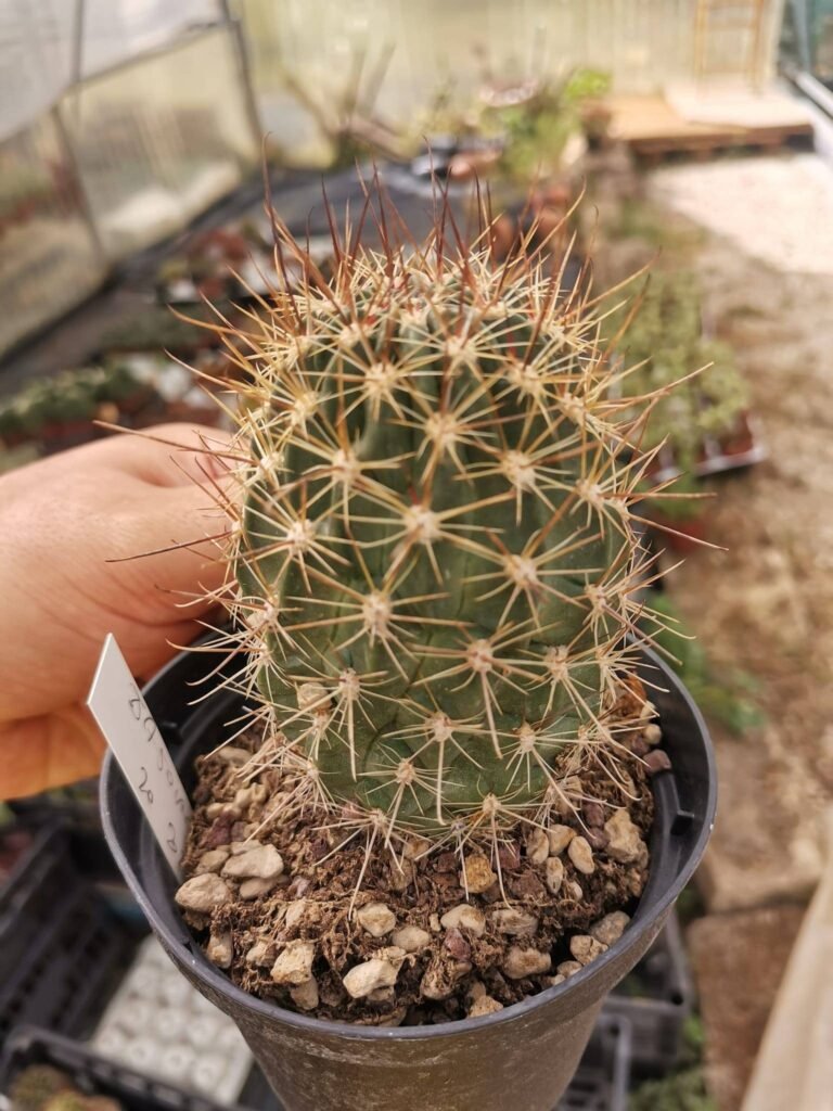 Siracactus-Cactus-Lobivia-jajoiana-cv-Anemone-2.jpg