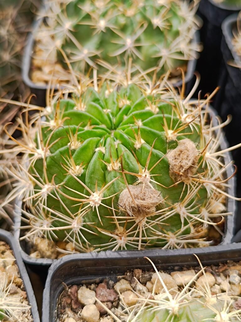 Siracactus-Cactus-Lobivia-jajoiana-f.-Rosso.jpg