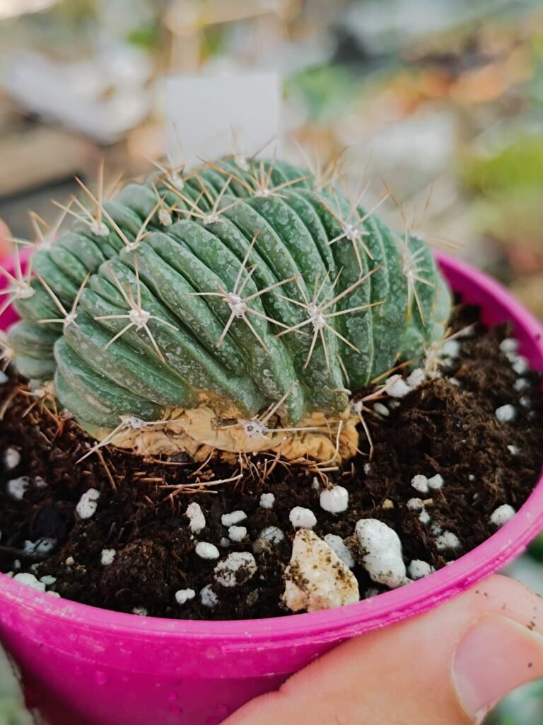 Siracactus-Cactus-Lobivia-pentlandii-crestata.jpg