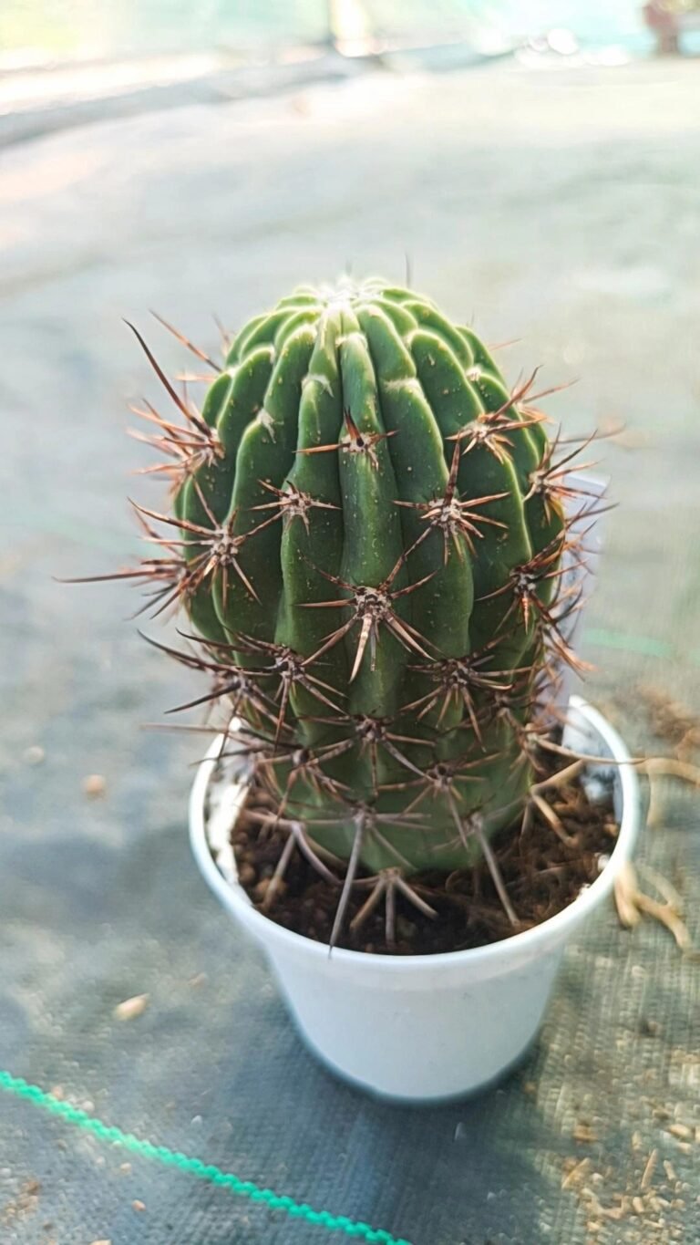 Siracactus-Cactus-Lobivia-sp-4.jpg