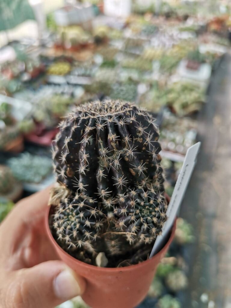 Siracactus-Cactus-Lobivia-sublimiflora.jpg