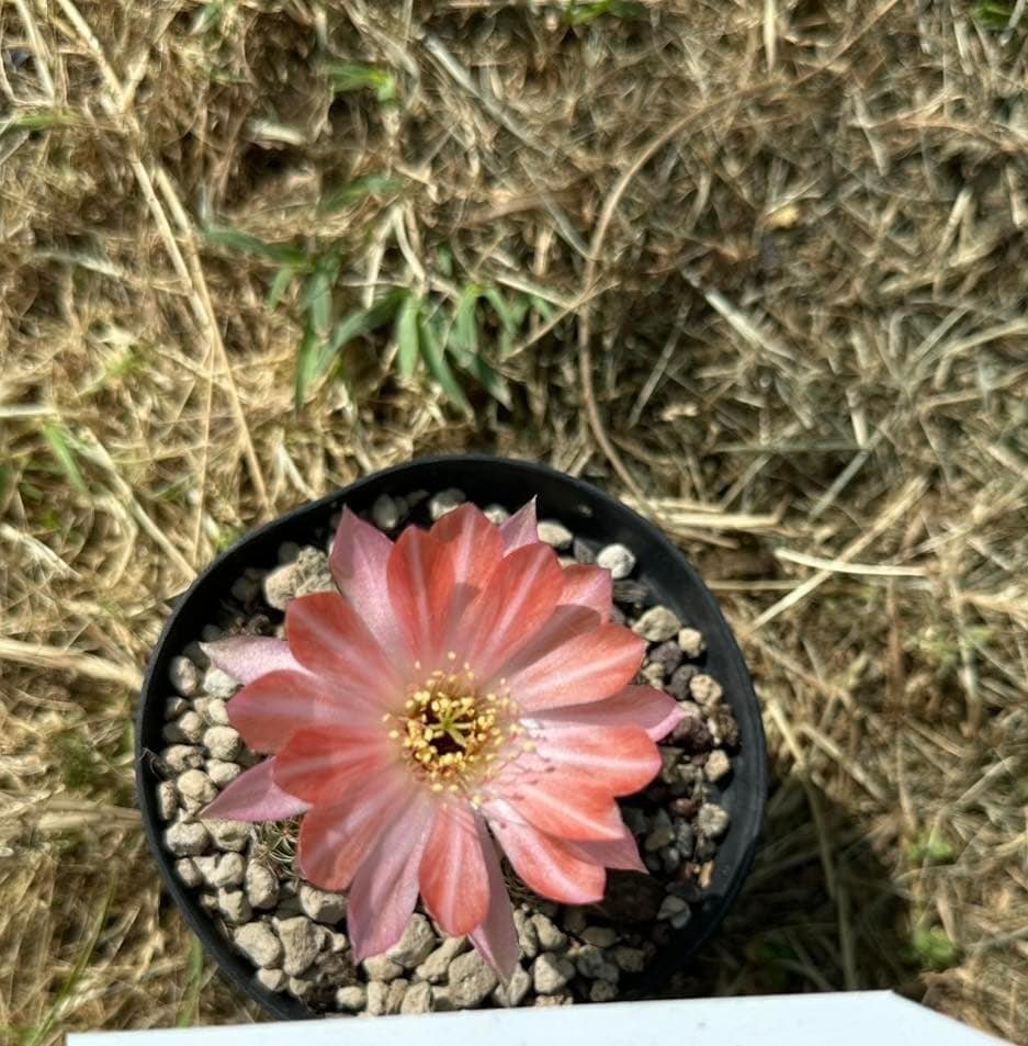 Siracactus-Cactus-Lobivia-thai-num-3.jpg