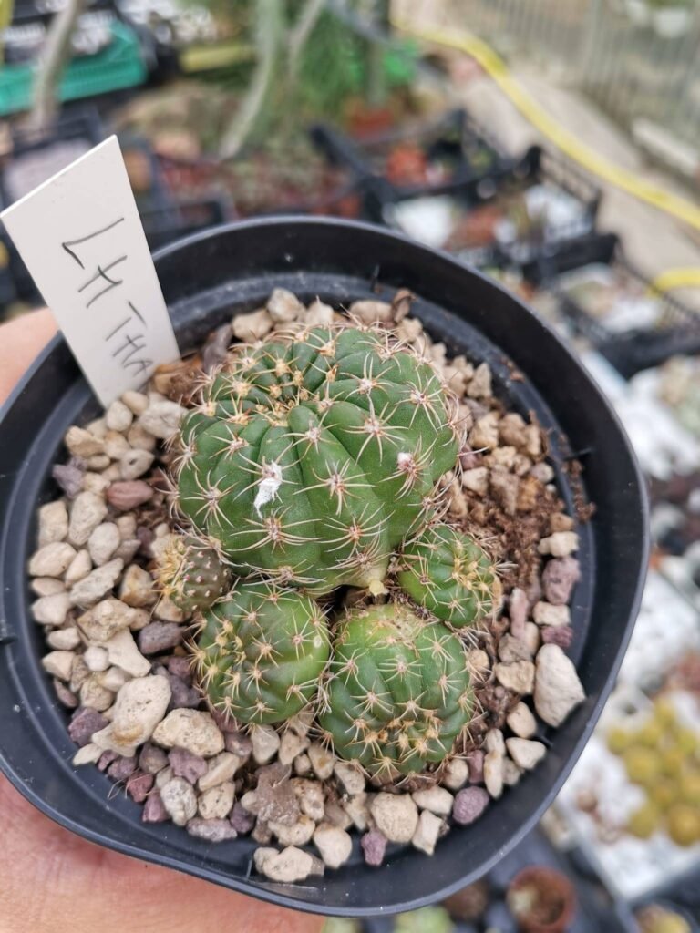 Siracactus-Cactus-Lobivia-thai-num-30-2.jpg