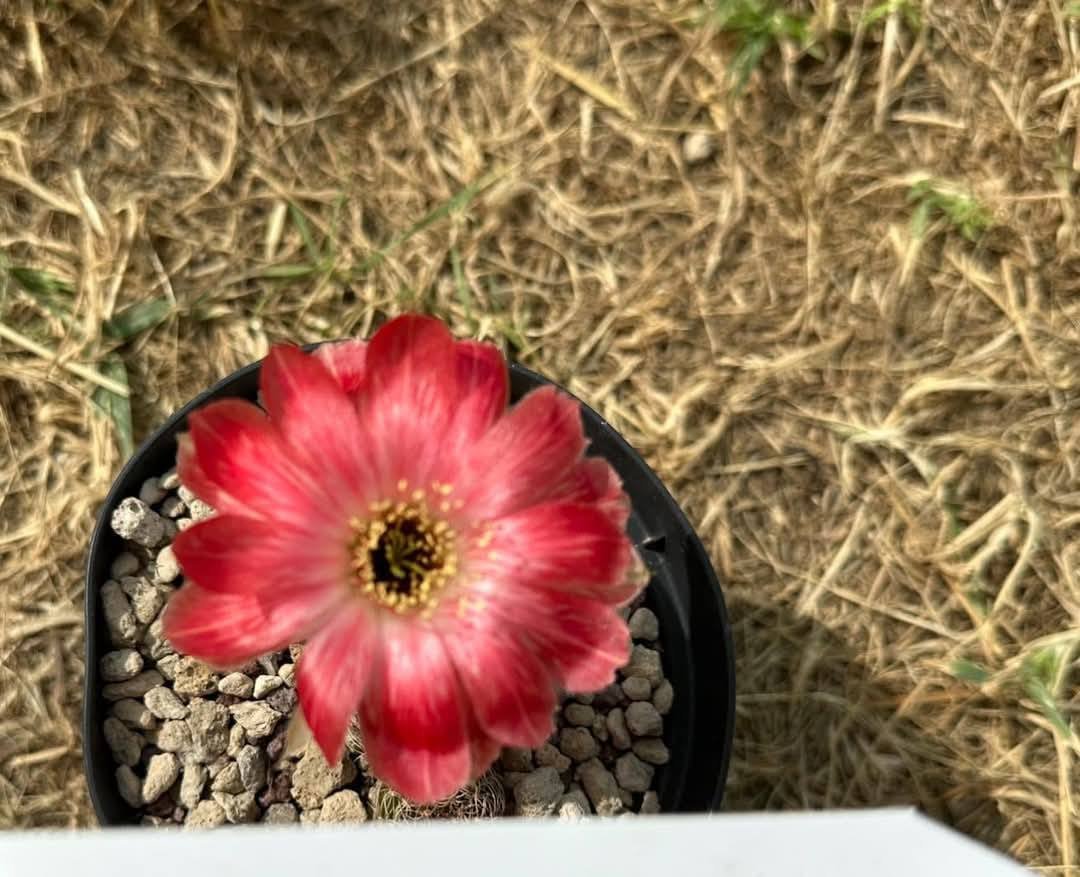 Siracactus-Cactus-Lobivia-thai-num-9.jpg