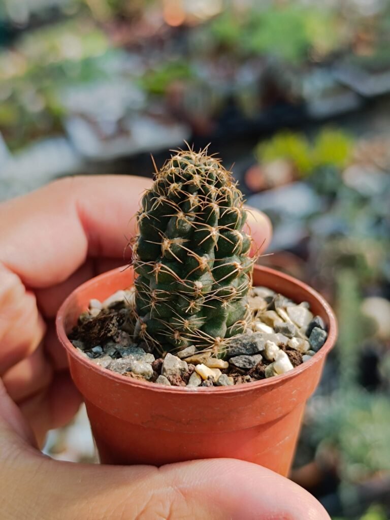 Siracactus-Cactus-Lobivia-wrightiana.jpg
