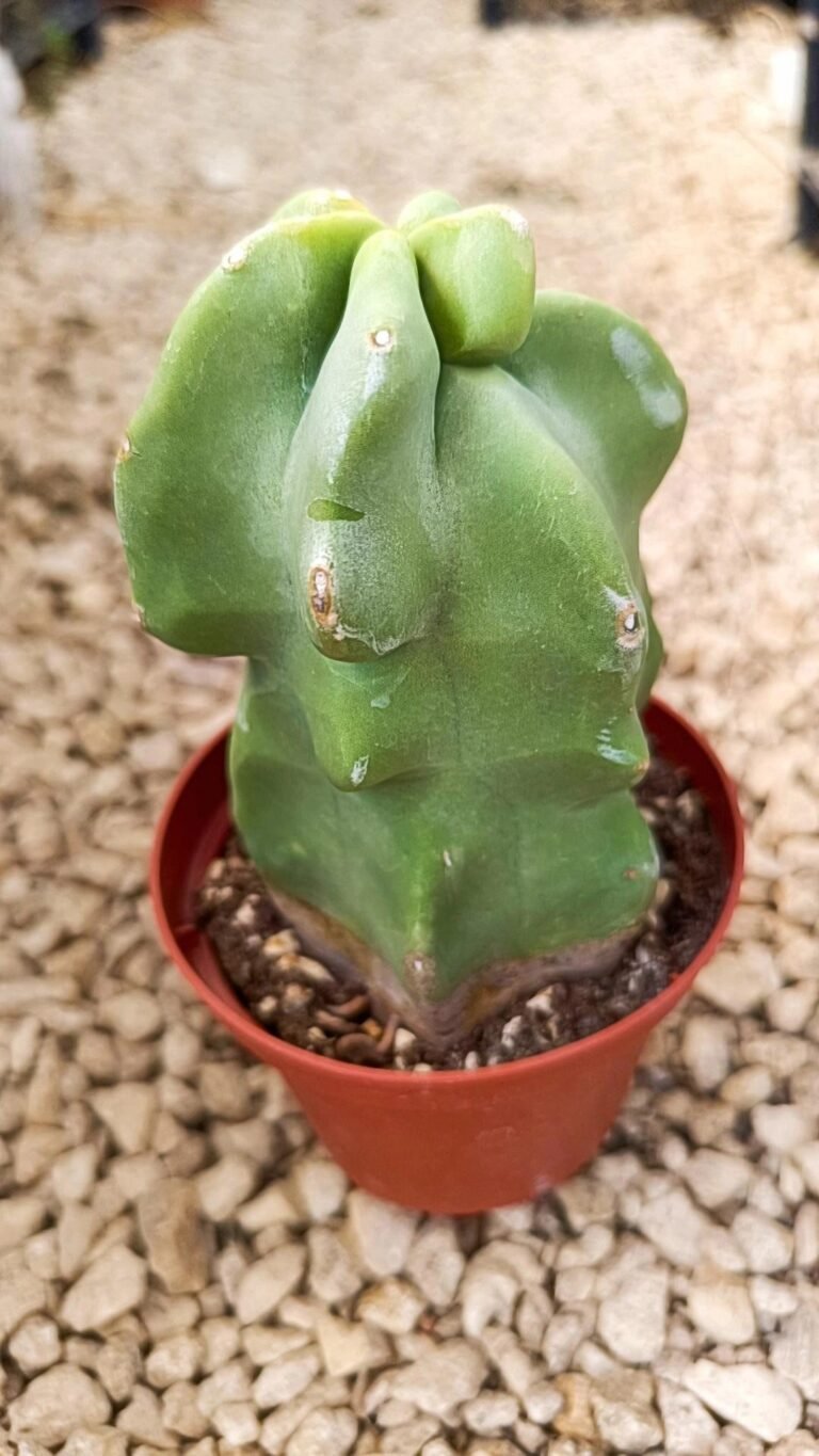 Siracactus-Cactus-Lophocereus-schottii-v.-Major.jpg