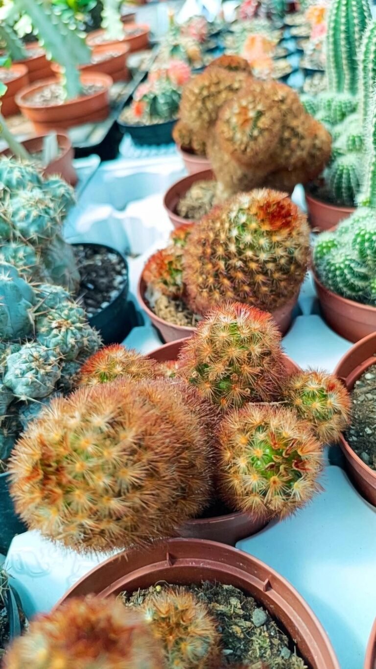 Siracactus-Cactus-Mammillaria-Carmenae-2-1.jpg