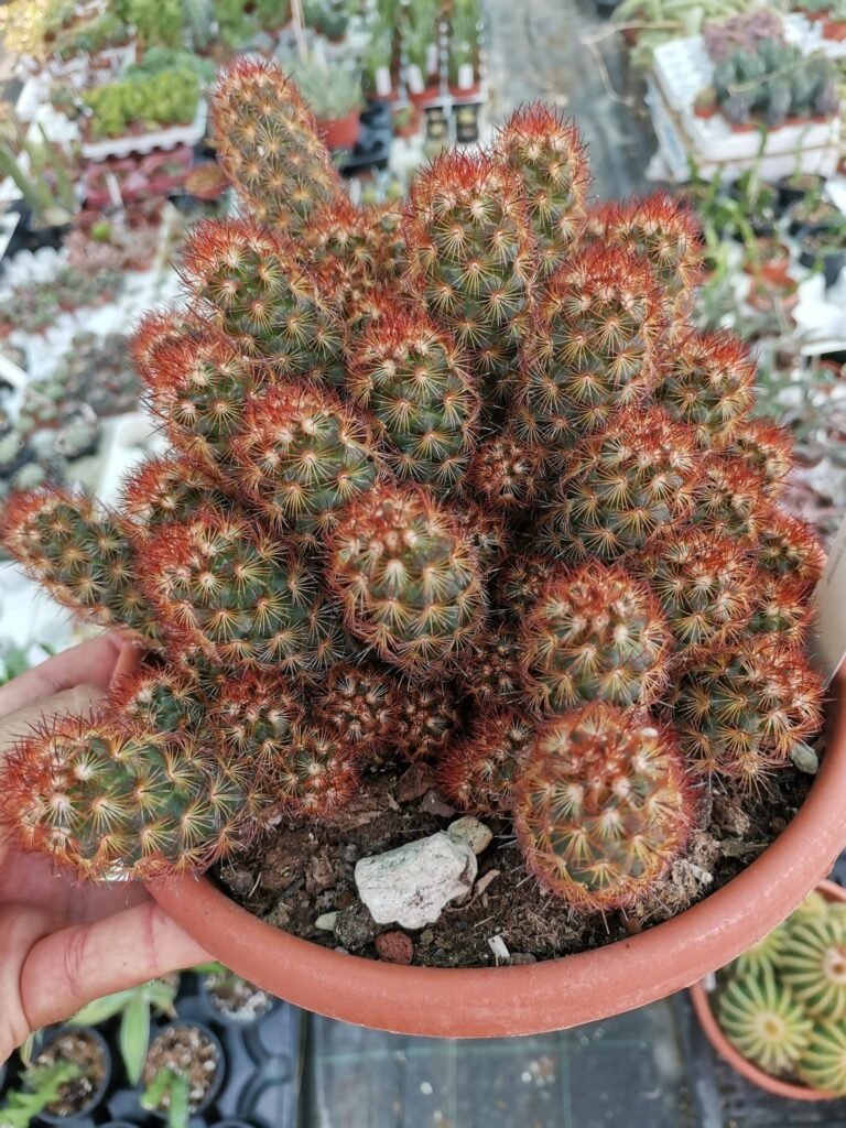 Siracactus-Cactus-Mammillaria-Elongata-rubra-big-size-2.jpg