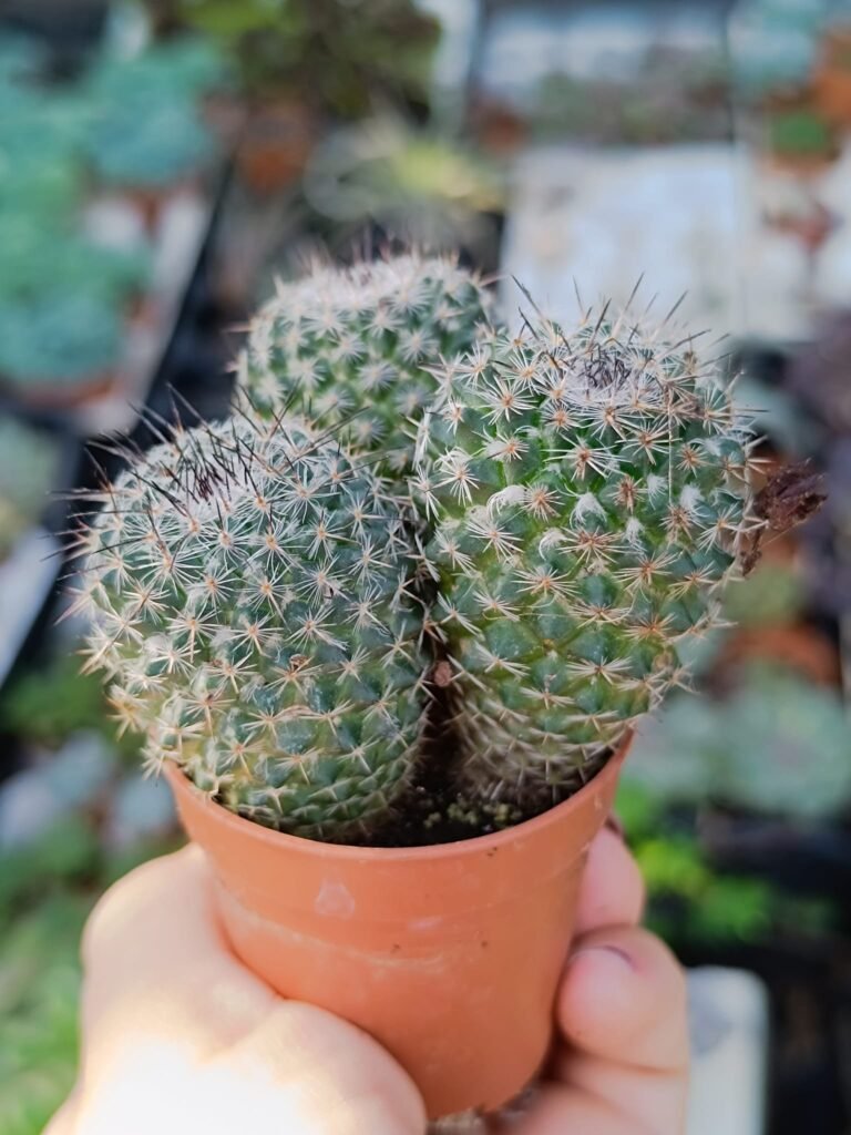 Siracactus-Cactus-Mammillaria-SP-5.jpg