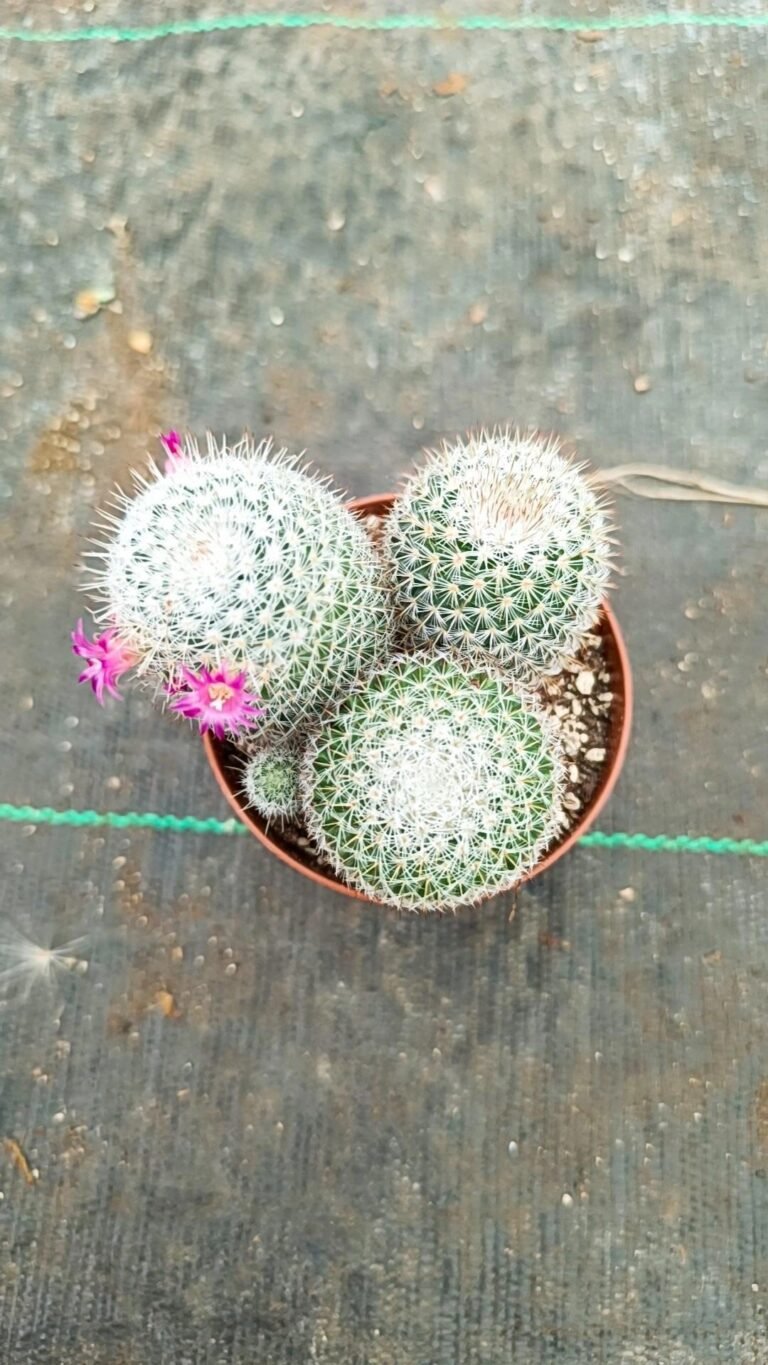 Siracactus-Cactus-Mammillaria-albata.jpg